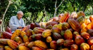Midagri: agroexportaciones crecieron en 15 regiones en el primer semestre del 2025 l agroexportaciones l Midagri l Últimas