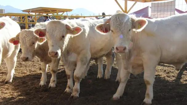 NCBA pide acción ante gusano barrenador en ganado mexicano