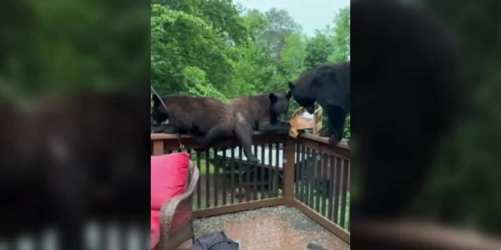 WATCH: Bears caught lounging on Upstate woman's porch