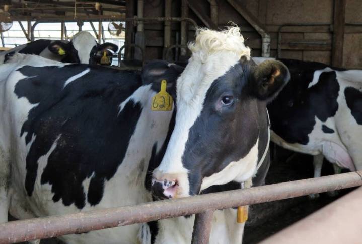 USDA declares Minnesota’s dairy farms bird