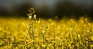 'Mercy of politics': Canadian farmers weigh plans as Chinese tariff hits canola price