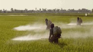 México prohíbe el uso de 35 plaguicidas “altamente peligrosos”