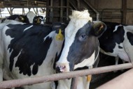 USDA declares Minnesota’s dairy farms bird