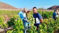 Ayoze Estévez: «Un aumento de la plaga desanimaría a los que están a punto de dejar la viña»