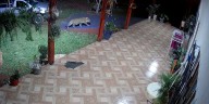El impactante video de un yaguareté caminando por el jardín de una casa en Misiones: “Tenemos miedo por nuestros hijos”