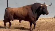 VÍDEO | Eran para Morante y ahora lo serán para el hijo de Caballero; los toros de este sábado en Albacete