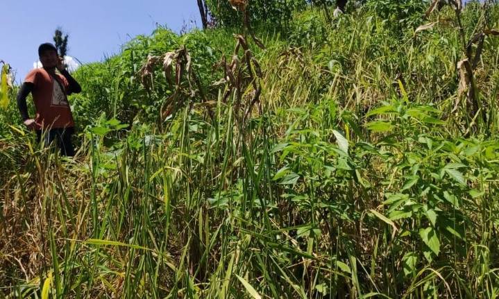 Mizoram rodent outbreak: 800 farmers hit in 3 districts, zoologist to assess species