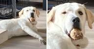 43 Wholesome Rescue Pet Pics To Heal Your Soul