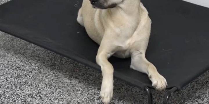 Leigh’s Lost and Found Digital Extra: Springfield Workshop Industrial Solutions opens doggy daycare