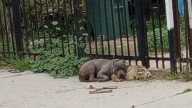 California Rescuers Moved To Tears After Finding Two Dogs Who Refused To Leave Each Other's Side