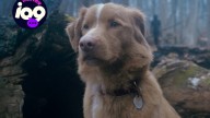 The Director of 'Good Boy' on Creating Horror From a Dog's Point of View
