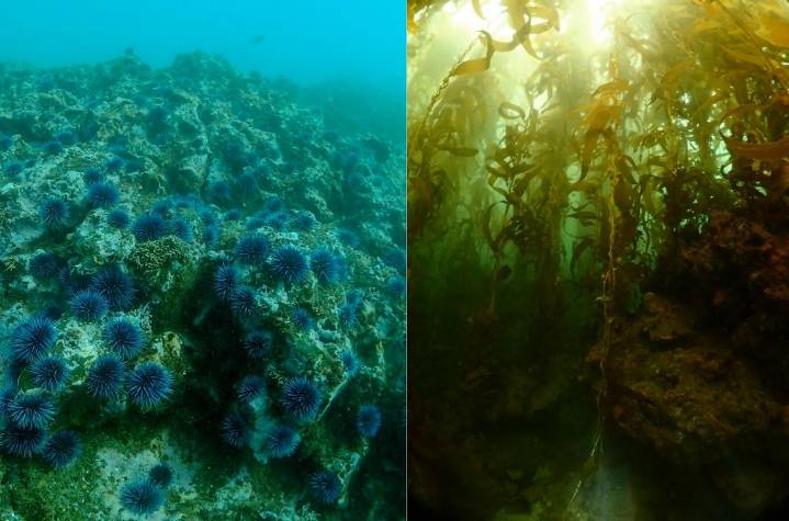 Smashing 6 Million Sea Urchins with Hammers Saved a California Kelp Paradise Thanks to Volunteer Divers