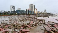 Typhoon Bualoi kills dozens in Vietnam and Philippines