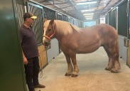 Caballos de 1.000 kilos