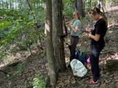 Students' last stand to protect Ontario's vanishing chestnut trees