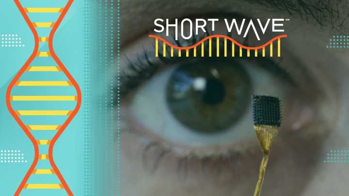 Brain implants can help people move or speak. But some scientists worry about privacy : Short Wave : NPR