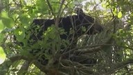 Florida bear hunt permits move forward