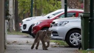 Incendio en Cerro Azul: advierten por el desplazamiento de animales hacia zonas pobladas