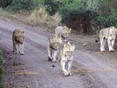 Un cuidador fue devorado por una manada de leones frente a un grupo de turistas: "No sabían cómo ayudarlo"