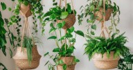 Cuáles son las 10 plantas que no necesitan casi del sol y aportan sombra y energía a tu casa
