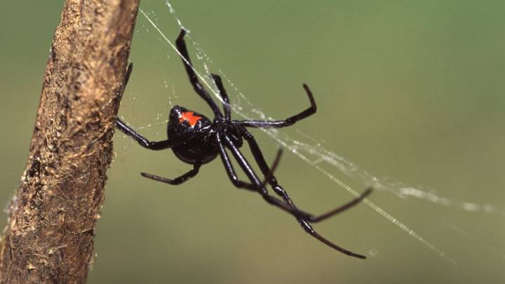 Poisonous black widow spiders showing up more often in northern Utah
