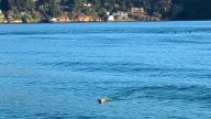 Coyote spotted swimming in the Bay near Angel Island