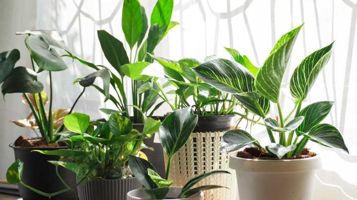 Transform Thrifted Vinyl Record Players Into A DIY Propagation Table