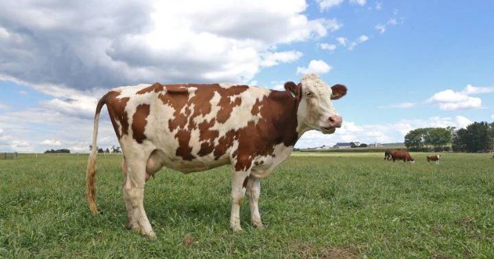 5 Ways To Improve the Dairy’s Bottom Line