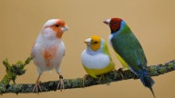 El fin de la primavera libertaria