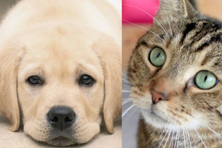 Día del Perro Adoptado: gran campaña de adopción en el Parque de la Exposición