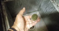 Rescatan a una tortuga de las vías de la Línea 2 del Metro