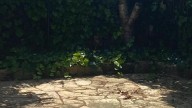 Reto visual: ¿Eres capaz de encontrar al perro en menos de 30 segundos?