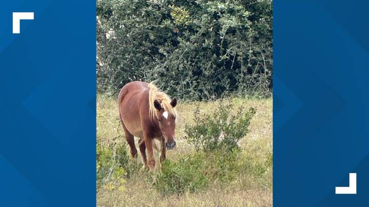 Driver cited after hitting horse in Currituck County, deputies say