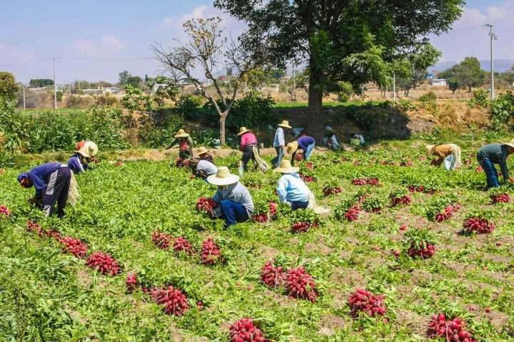 Solo uno de cada 10 agricultores en México tiene acceso a créditos, revela el CNA