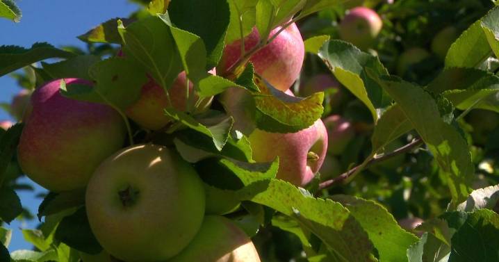 Apple picking season underway at Minnesota farms