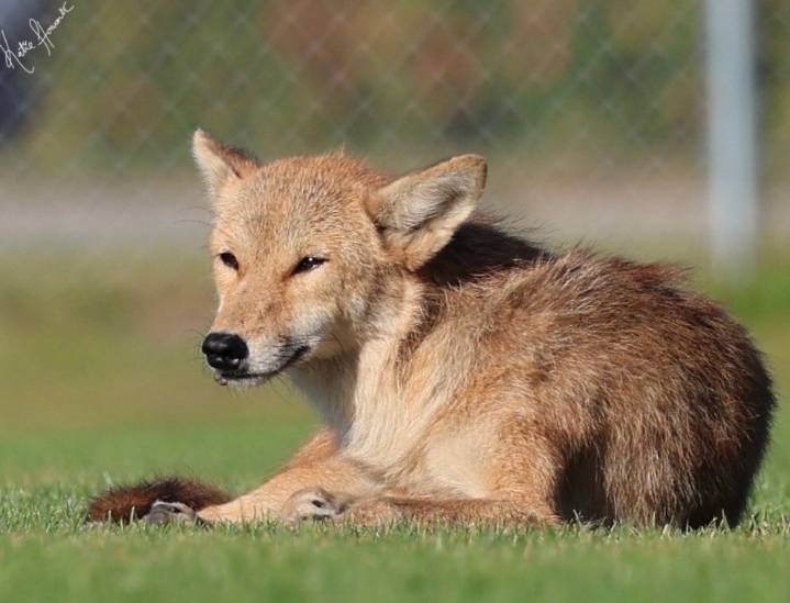Barrington group’s goal: Peaceful coexistence with coyotes