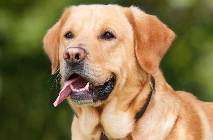 10 Best Supplements for a Senior Lab