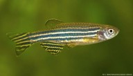 Tus dedos provienen del trasero de peces, según estudio
