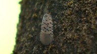 A possible use for invasive spotted lanternflies? Food for bees, Ohio expert says