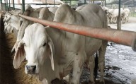 Feproagro Bolívar se desvincula de Funvessa Nacional y reclama transparencia en donación de vacunas