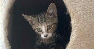PETS OF THE WEEK: Betsy and Spencer