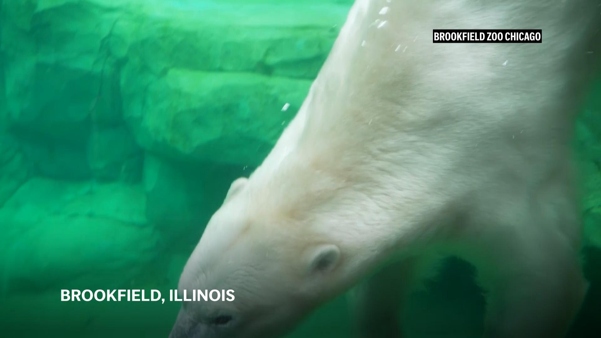 Described as playful and curious, Brookfield Zoo Chicago has a new polar bear