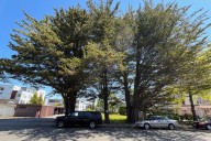 Protected Cyprus trees at centre of Sidney development debate