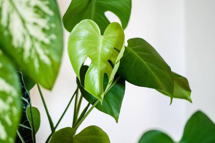 Según el Feng Shui, Estas son cinco plantas que atraen la buena energía