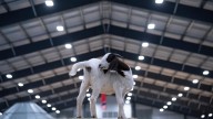 The Nashville Fair offers plenty of rides, food and entertainment