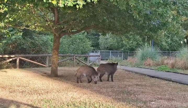 Jabalíes, dándose el festín en el barrio avilesino de La Grandiella