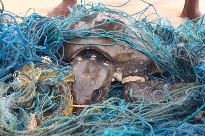 As Sri Lanka struggles with ghost nets, volunteer youth lead seabed cleanup