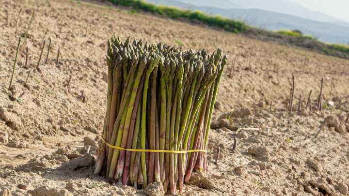 'Te quiero verde', la campaña para promocionar el espárrago en Fruit Attraction 2025