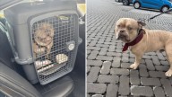 Una mujer abandona a su perro en un taxi tras no poder embarcar con él en el aeropuerto de Bruselas