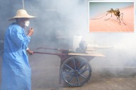 Mosquito-borne chikungunya virus that triggered panic in China possibly detected in NY